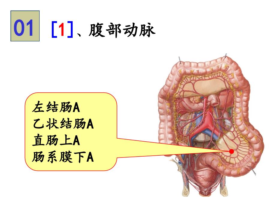 系统解剖学--实验图片考试课件_第1页