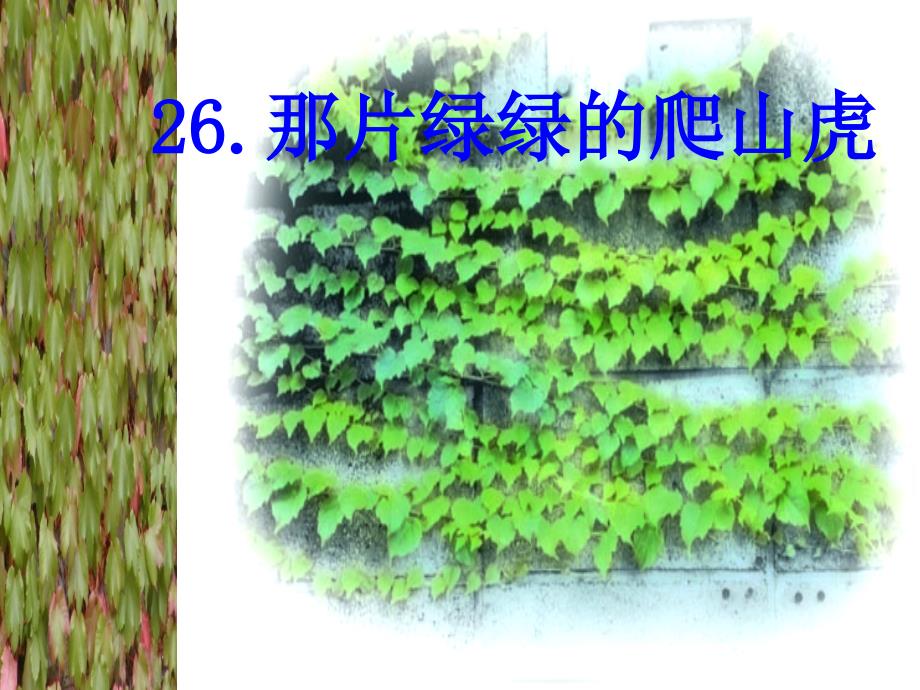 26那片绿绿的爬山虎（课件）_第1页