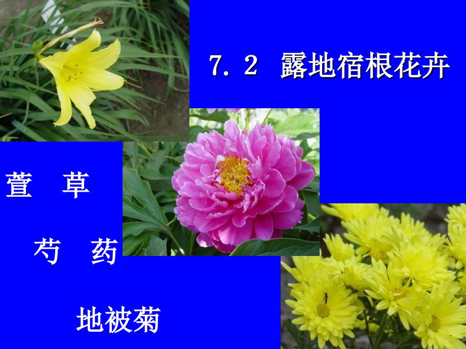 《牡丹芍药栽培》PPT课件_第1页