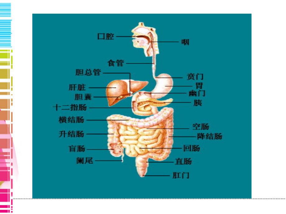 《消化性溃疡》PPT课件_第1页