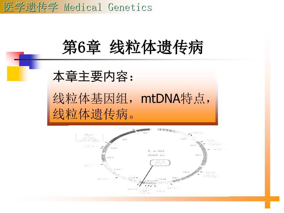 《线粒体遗传》PPT课件_第1页