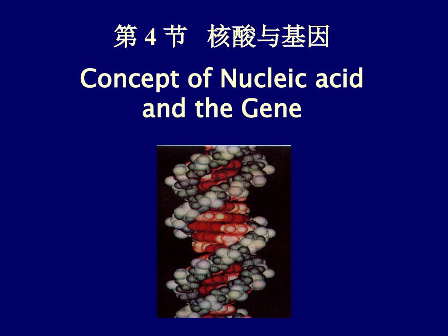 《核酸与基因》PPT课件_第1页