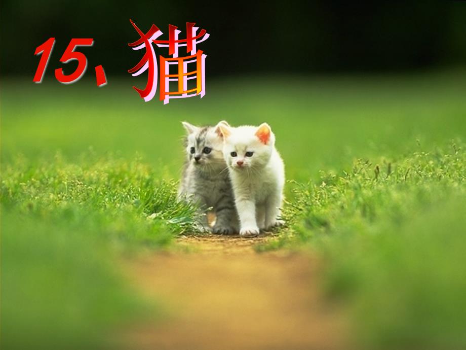 人教版四年级语文上册猫的课件_第1页