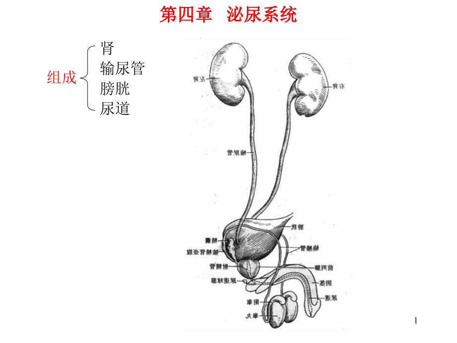 系统解剖学之泌尿系统_第1页