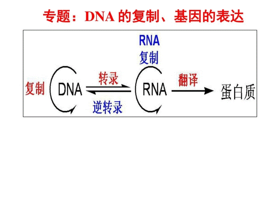 专题-基因的表达_图文_第1页