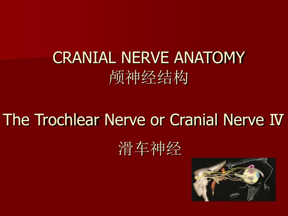 04---滑车神经Trochlear-Nerve_第1页