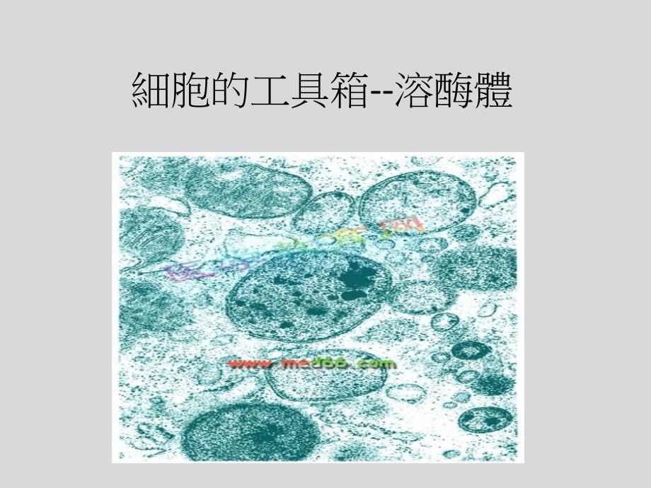 细胞的工具箱-溶酶体_第1页