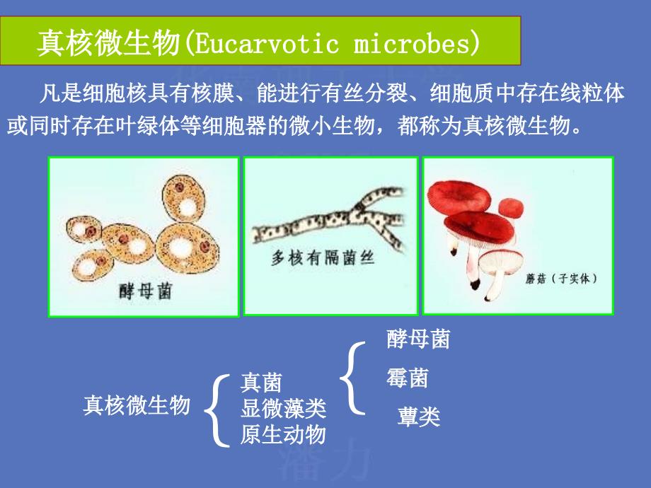 重要的微生物种类_第1页