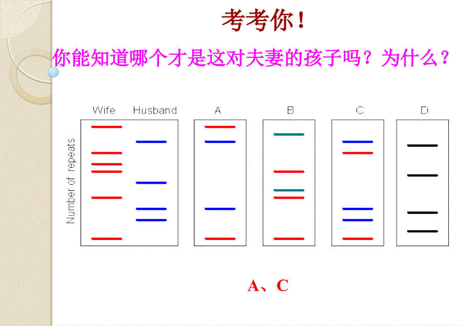 模版遗传信息的携带者──核酸1_第1页