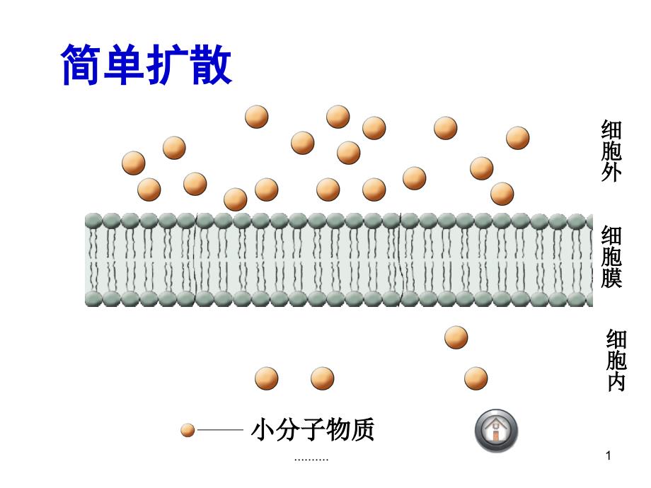 被动转运主动转运特点(上课用)课件_第1页