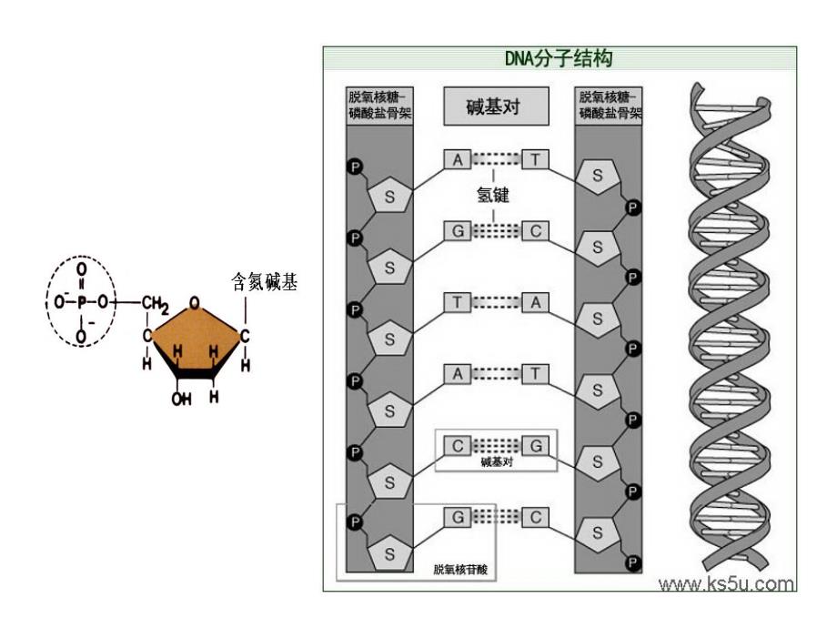 16、基因的表达（高一下）_第1页