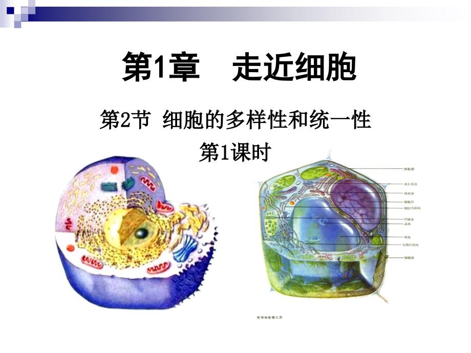 (新教材)高中生物《细胞的多样性和统一性》ppt课件人教版_第1页