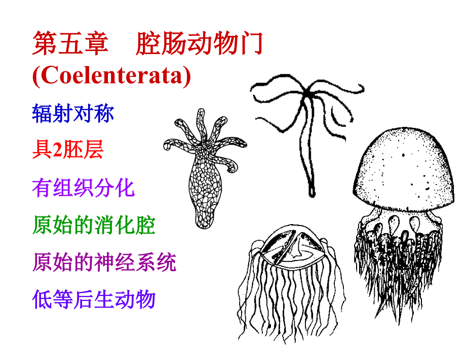 腔肠动物门Coelenterata_第1页