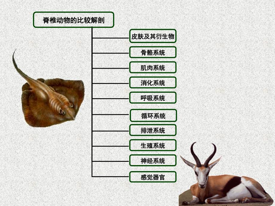 脊椎动物比较解剖_第1页