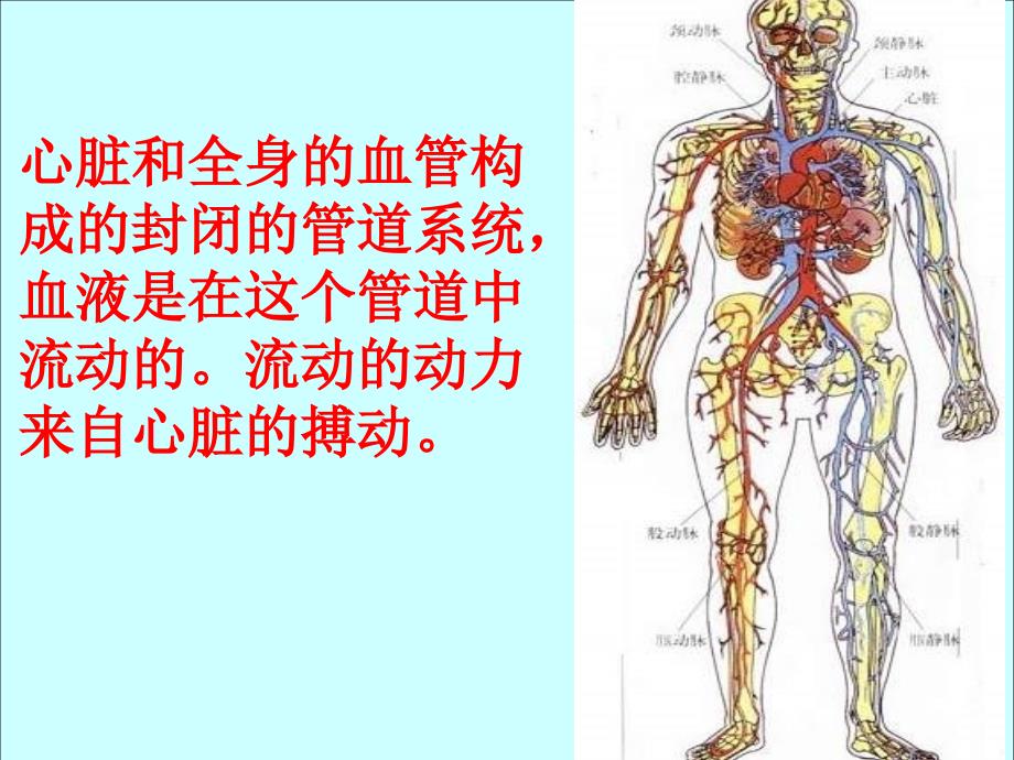 4.2血流的管道——血管课件_第1页