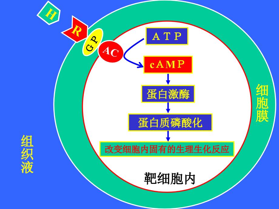 动物生理学内分泌生理_第1页