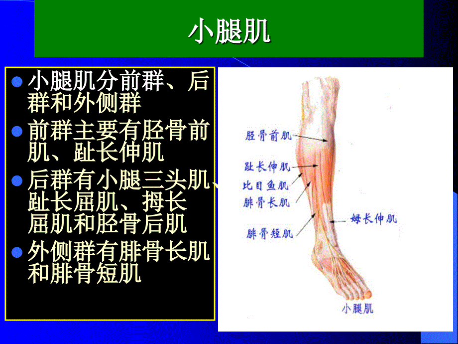 运动解剖学小腿肌_第1页