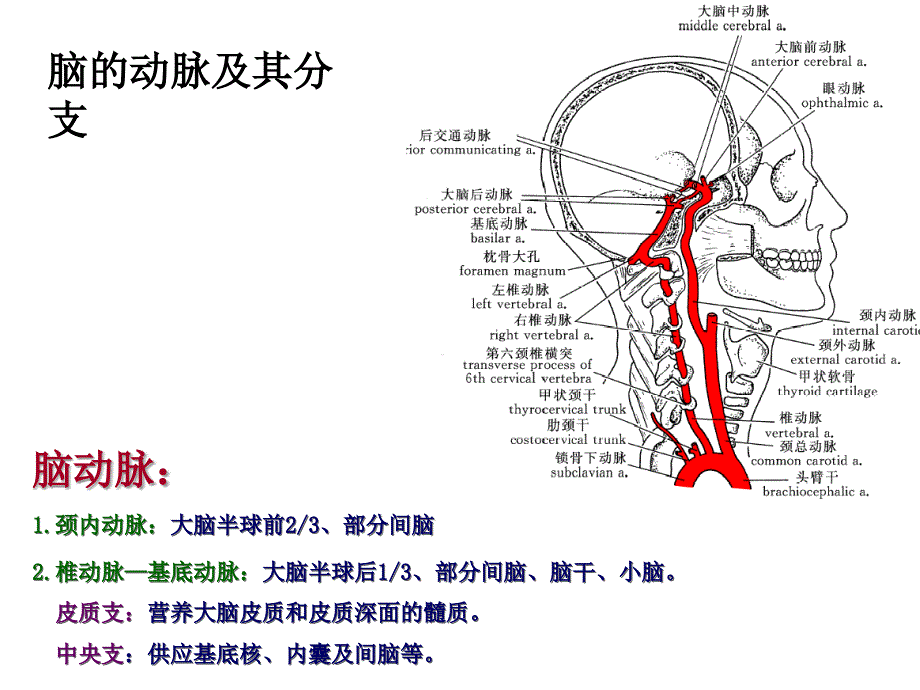 脑血管及其分支_第1页