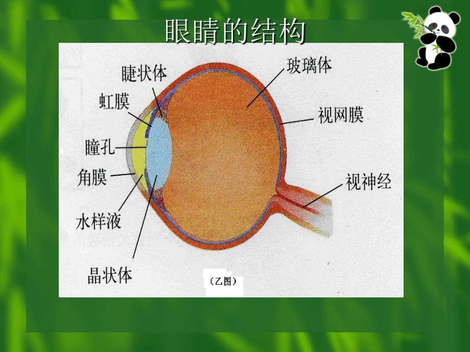 保护眼睛(精品)_第1页