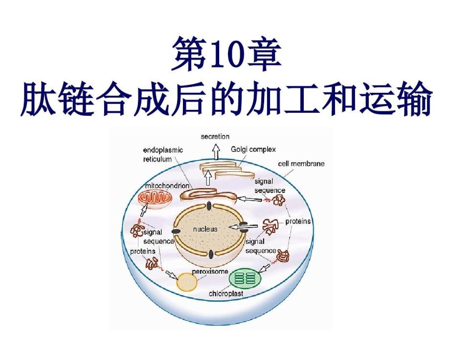 医学ppt课件肽链合成后的加工和运输_第1页