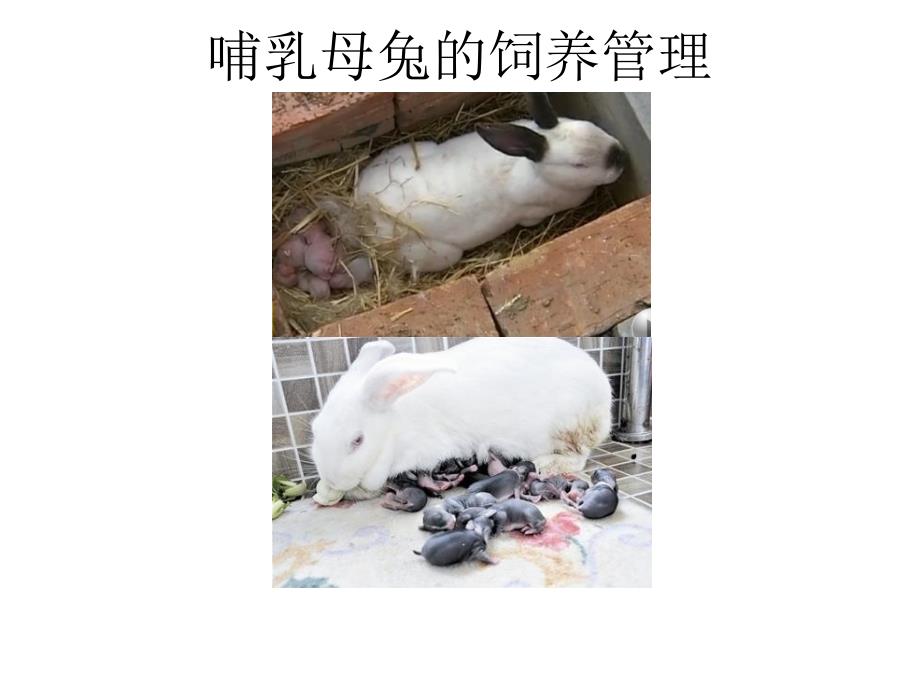 哺乳母兔的飼養(yǎng)管理_第1頁(yè)