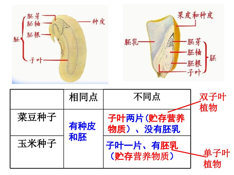 种子的萌发修改_第1页