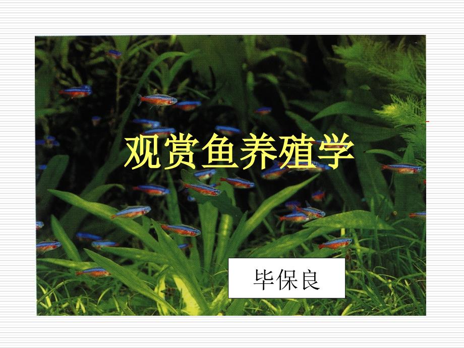 專家講解觀賞魚(yú)養(yǎng)殖學(xué)_第1頁(yè)