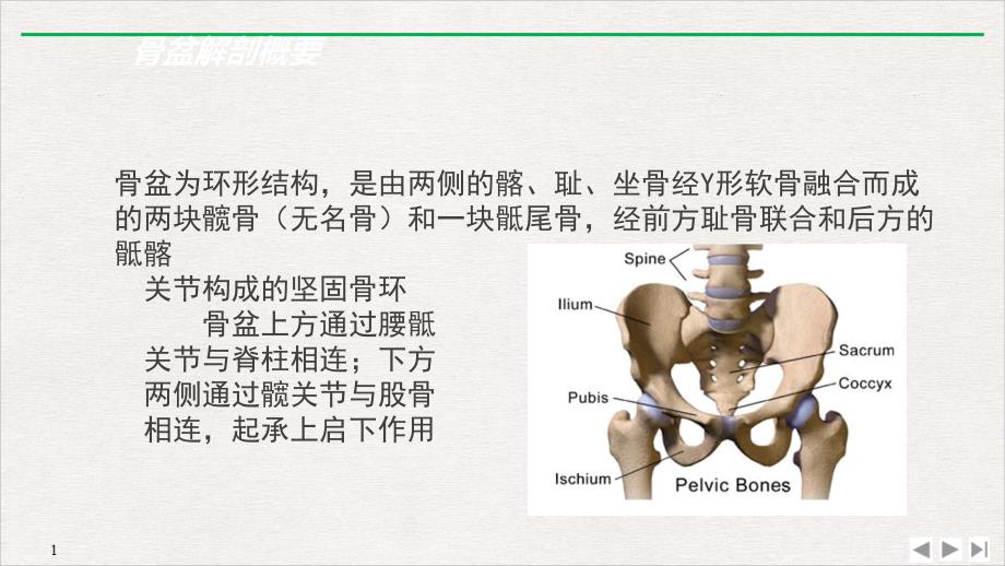 骨盆骨折SOPPPT完美课课件_第1页