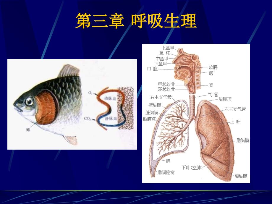 鱼类生理学呼吸生理_第1页