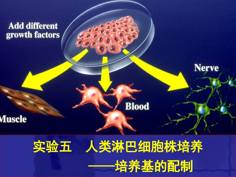 实验五人淋巴细胞的培养.jsp_第1页