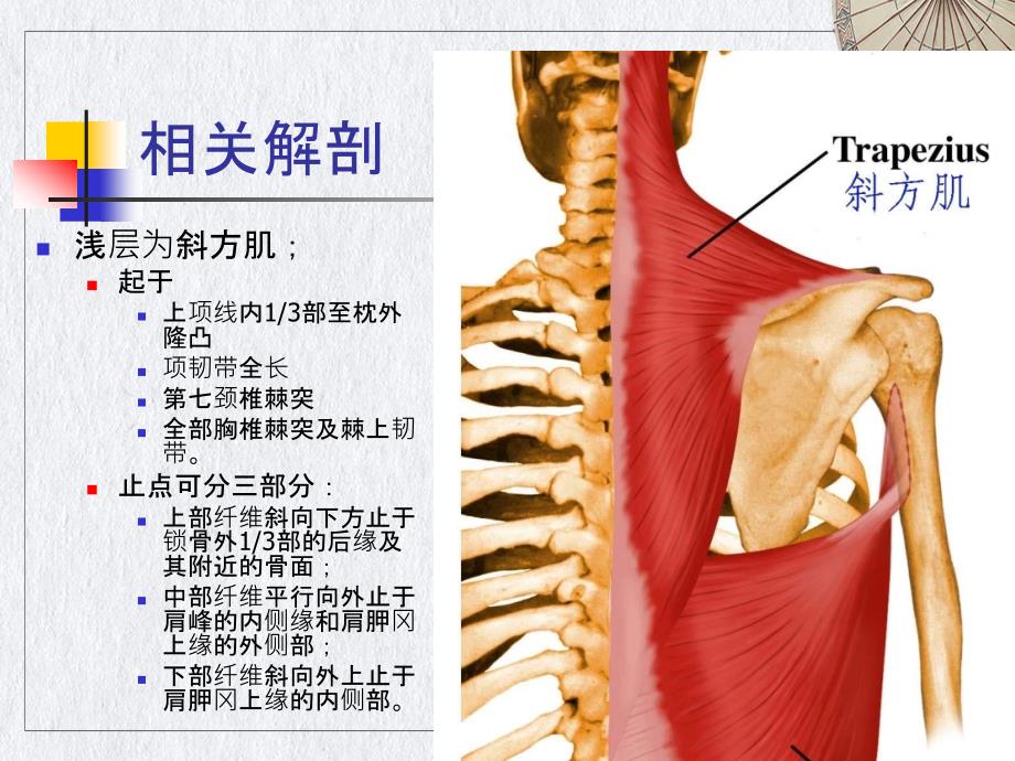 颈肌损伤型颈椎病课件_第1页