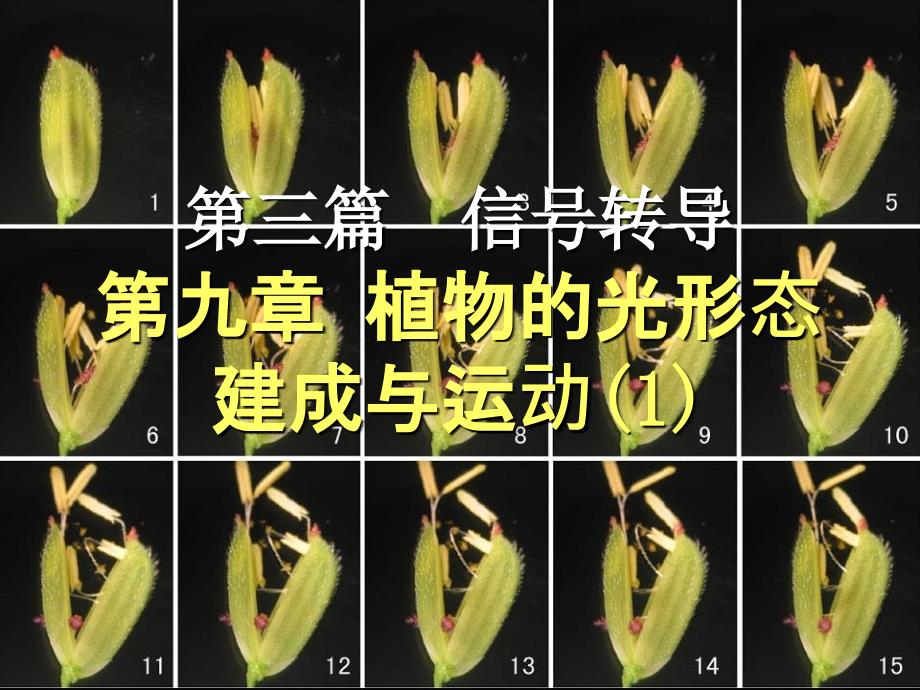 植物的光形态建成与运动_第1页