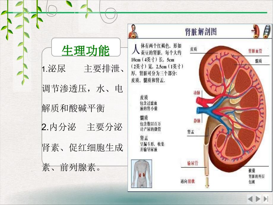 泌尿肾癌最新版课件_第1页