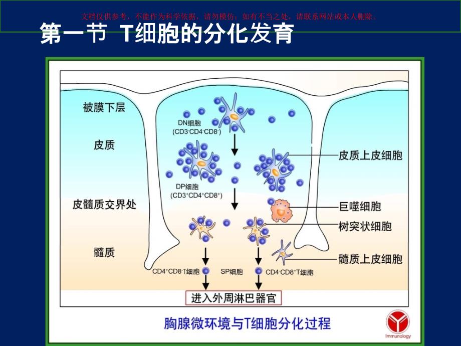 T淋巴细胞医学知识宣讲培训ppt课件_第1页