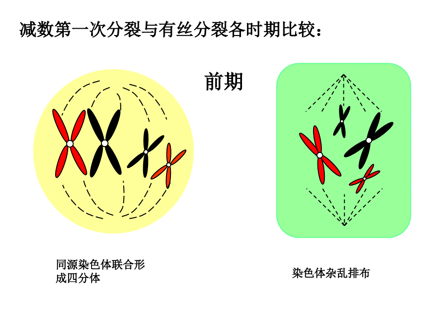 分离定律及自由组合规律解题技巧_第1页