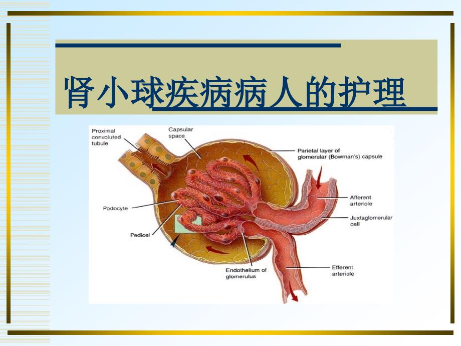 第三节-肾小球疾病病人的护理课件_第1页