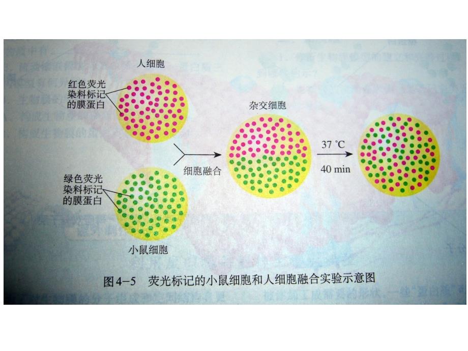 细胞融合和单克隆抗体_第1页