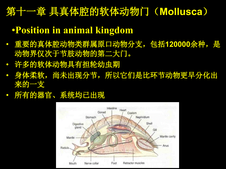 具真体腔的软体动物门_第1页