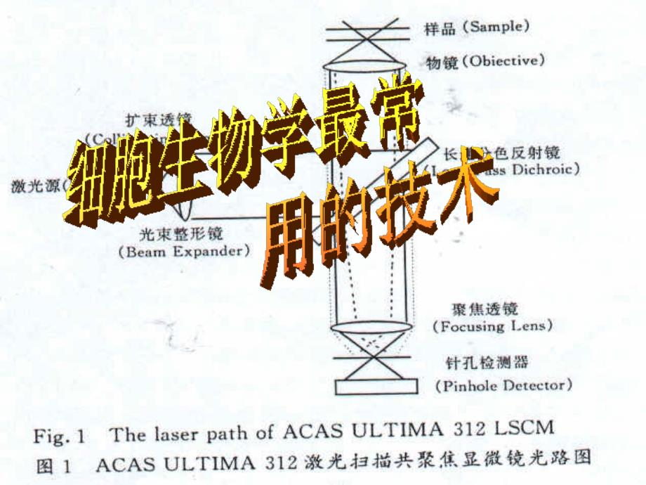 细胞生物学技术_第1页