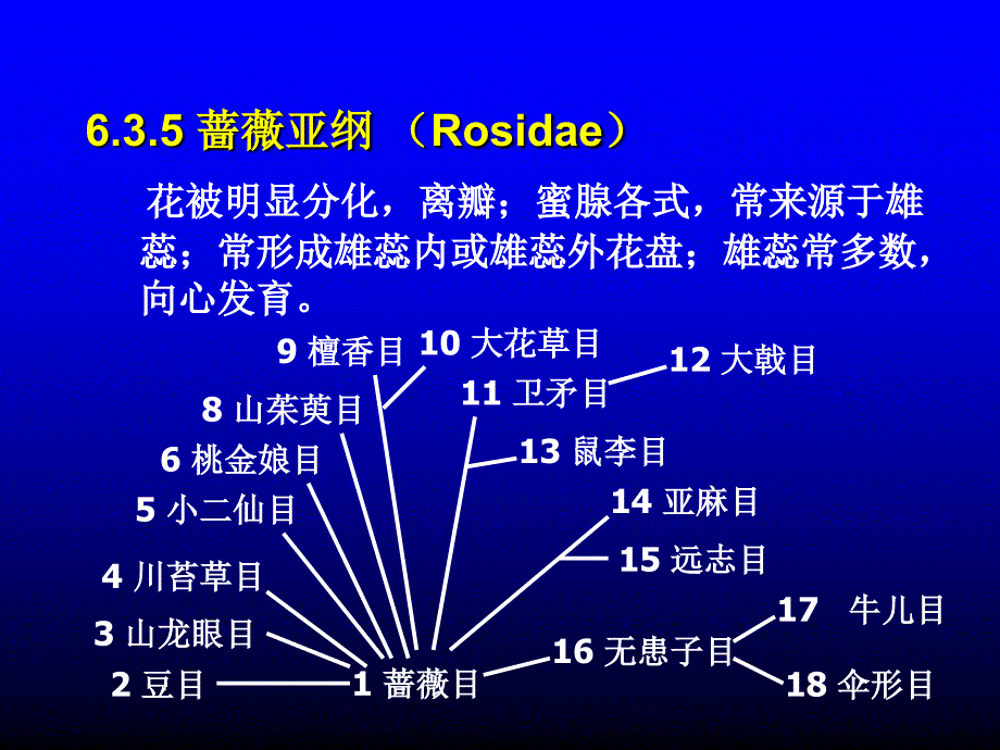 被子植物蔷薇亚纲_第1页