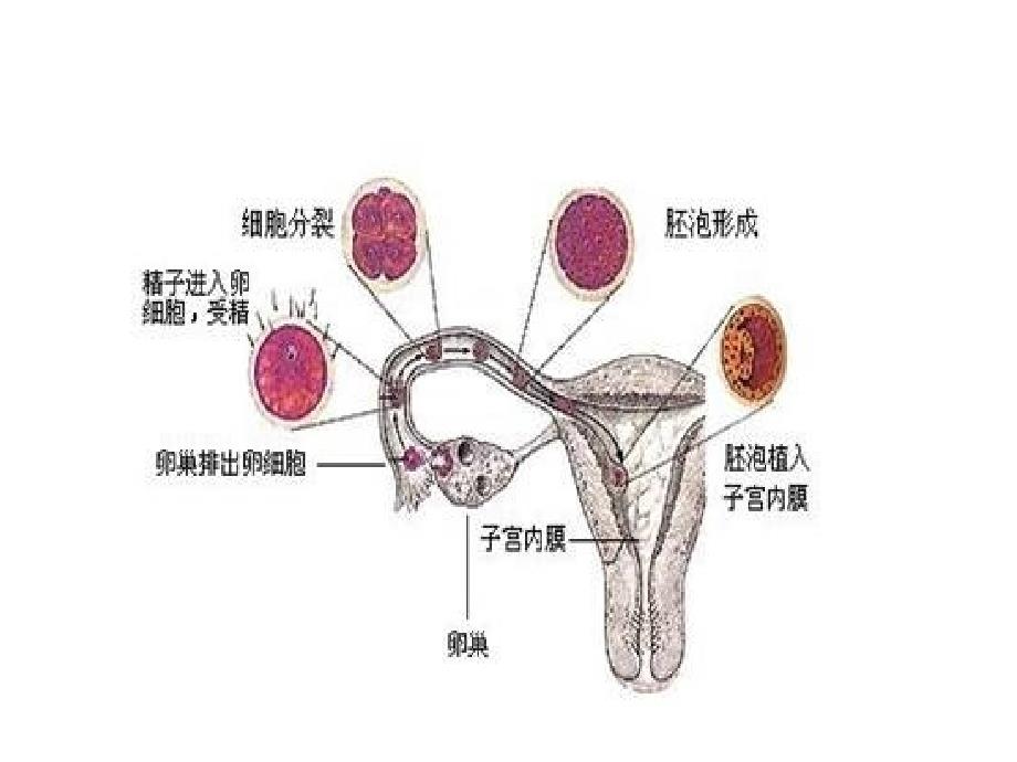 高中生物教材图片(清晰完整版)_第1页