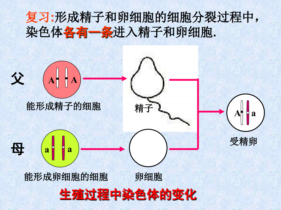 初中生物基因的显性和隐性_第1页