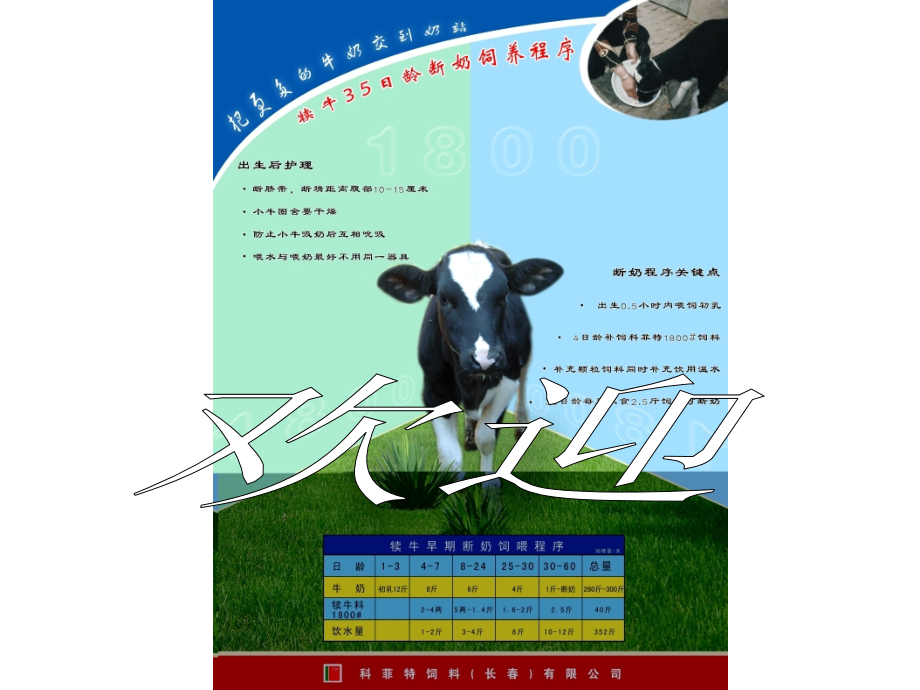 干乳牛饲养程序_第1页