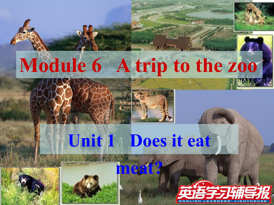 Module6 Unit 1 A trip to the zoo外研社版_第1页
