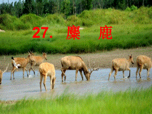 《第七单元27 麋鹿课件》小学语文语文S版版四年级下册2501