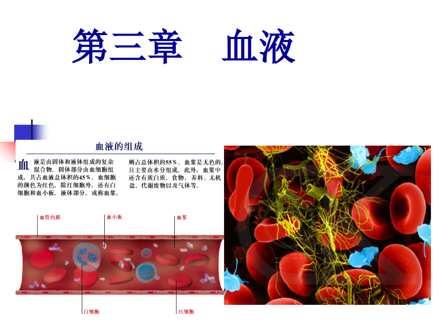 动物生理学血液课件_第1页