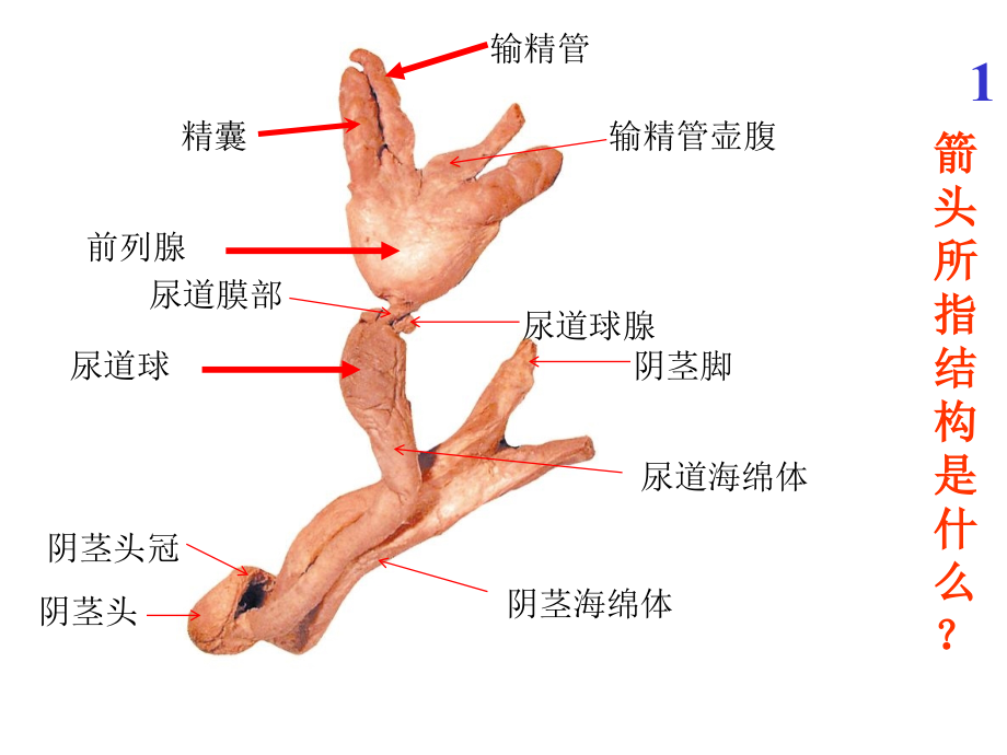 系统解剖学-实验考试图全_第1页
