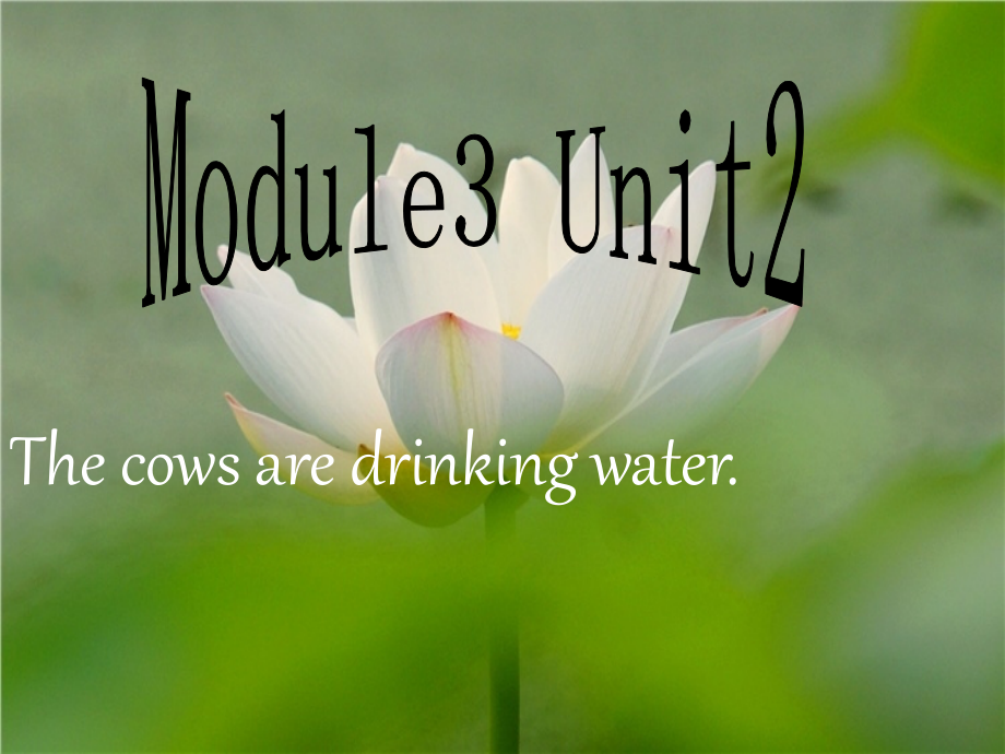 六年级下册Module3Unit2_The_cows_are_drinking_water_第1页