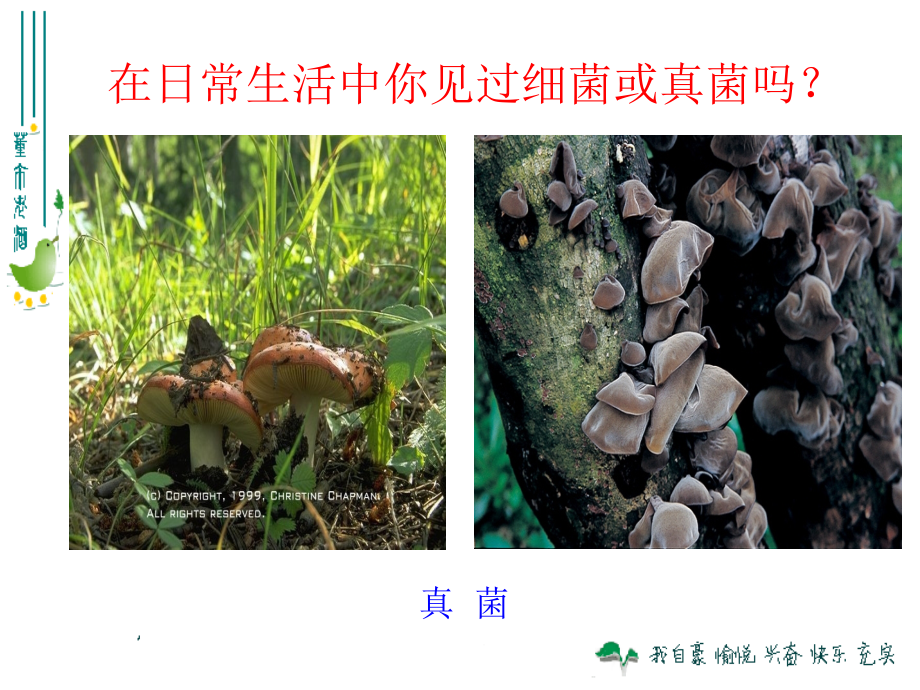 八上细菌和真菌的分布_第1页