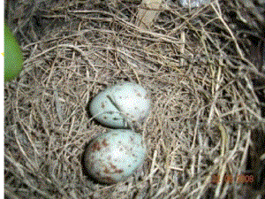 示范两只鸟蛋